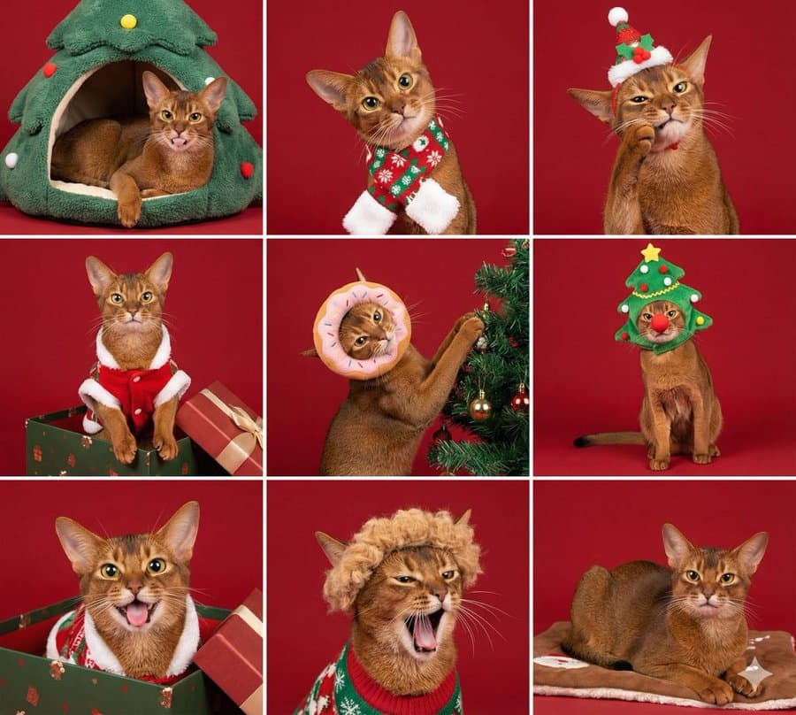 Christmas Pet Nine-Square Grid